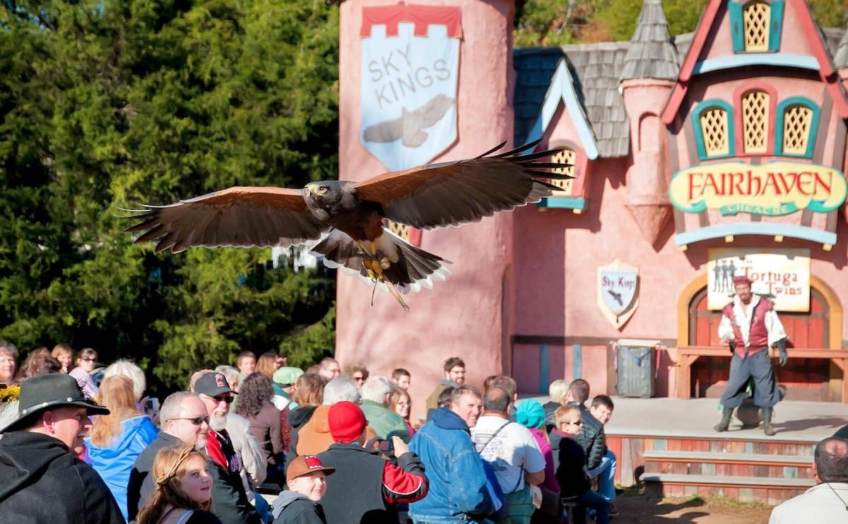 A large brown hawk swooping over an audience seated below it as it's trainer stands watching on a stage in front of a pink castle at the Carolina Renaissance Festival